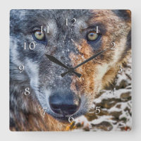 WOLF STARTEN SIE IHREN BODEN