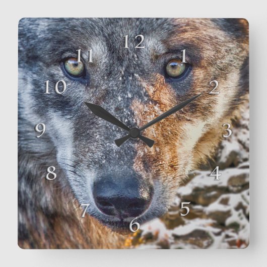 WOLF STARTEN SIE IHREN BODEN QUADRATISCHE WANDUHR (Vorderseite)