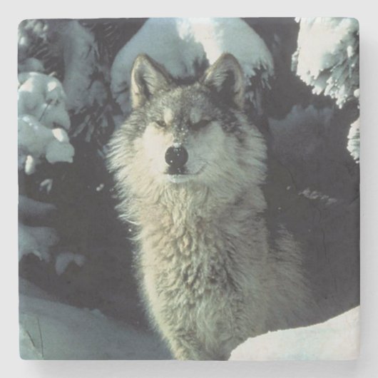 Wolf Steinuntersetzer (Vorderseite)