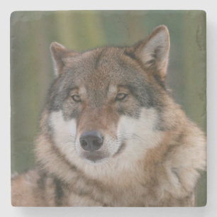 Wolf Steinuntersetzer
