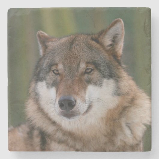 Wolf Steinuntersetzer (Vorderseite)