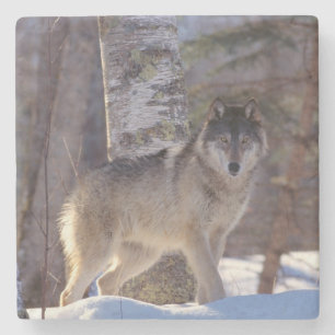 Wolf Stone Untersetzer