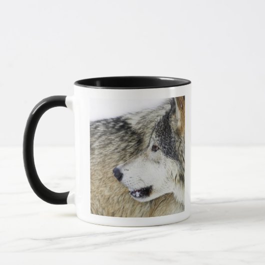 Wolf Tasse (Links)