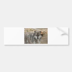 Wolf Tier Gesicht Augen Hundeart Wald Zoo Park Autoaufkleber