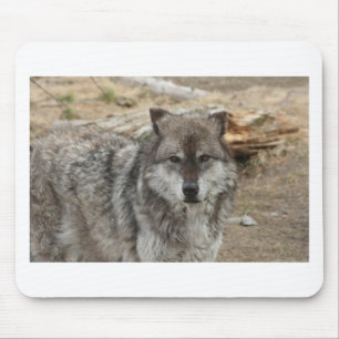 Wolf Tier Gesicht Augen Hundeart Wald Zoo Park Mousepad