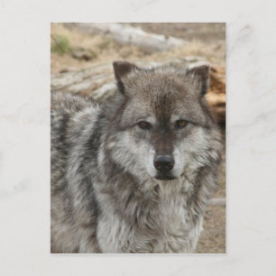 Wolf Tier Gesicht Augen Hundewald Zoo Park Postkarte