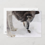 Wolf trifft Maus Postkarte (Vorne/Hinten)