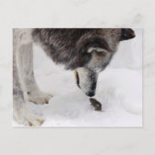 Wolf trifft Maus Postkarte (Vorderseite)