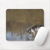Wolf trinkt Wasser aus einem Teich Mousepad (Mit Mouse)