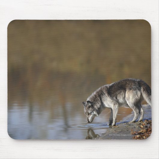 Wolf trinkt Wasser aus einem Teich Mousepad (Vorne)