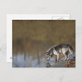 Wolf trinkt Wasser aus einem Teich Postkarte (Vorne/Hinten)