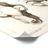 Wolf und Fox Skulls Veterinärmedizinische Anatomie Poster (Ecke)