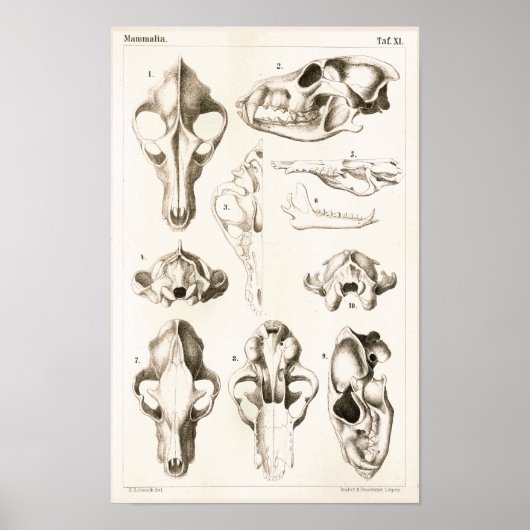 Wolf und Fox Skulls Veterinärmedizinische Anatomie Poster (Vorne)