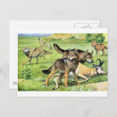 Wolf und Kojote Postkarte (Vorne/Hinten)