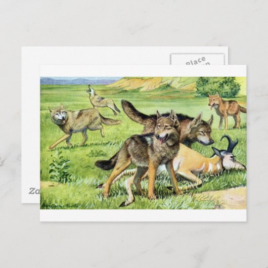 Wolf und Kojote Postkarte (Vorne/Hinten)