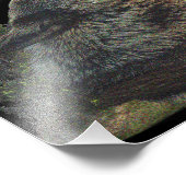 Wolf und Mond Fotodruck (Ecke)