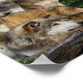 Wolf und Mond Poster (Ecke)