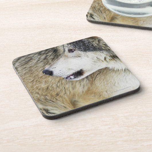 Wolf Untersetzer (Linke Seite)