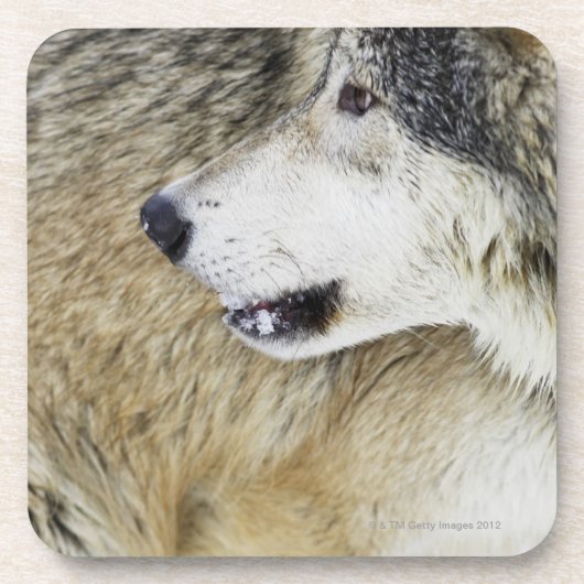 Wolf Untersetzer (Vorderseite)