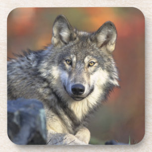 Wolf Untersetzer Set