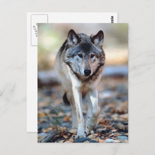 WOLF WALKING POSTKARTE (Vorne/Hinten)