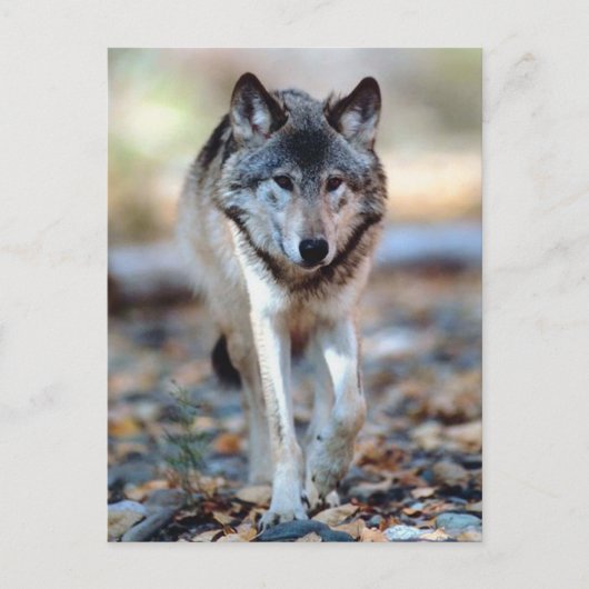 WOLF WALKING POSTKARTE (Vorderseite)
