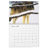 Wolf-Wandkalender Kalender (Jan 2027)