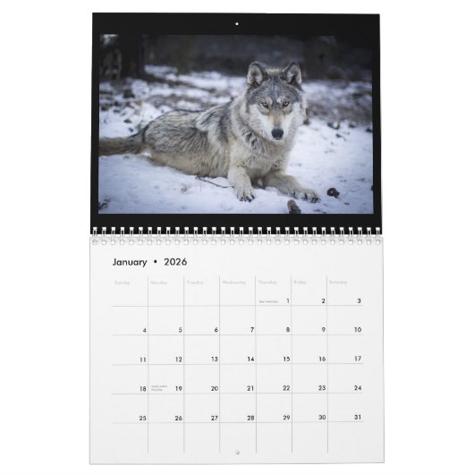 Wolf-Wandkalender Kalender (Jan 2026)