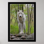 Wolf Watch Poster (Vorne)