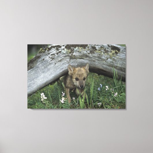 Wolf Welpe geht unter Protokoll Leinwanddruck (Vorderseite)