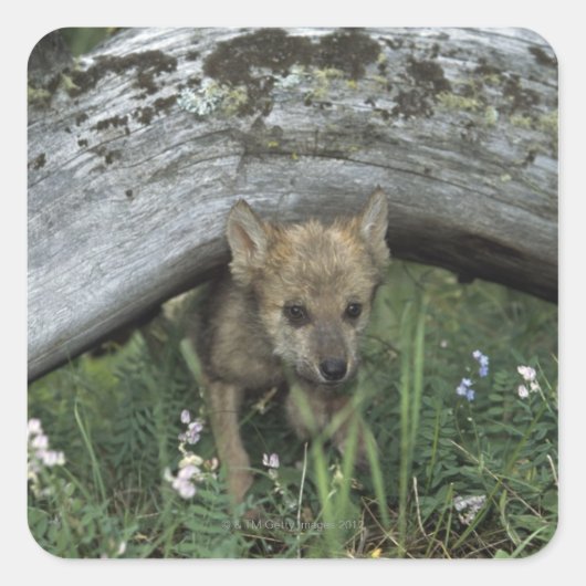 Wolf Welpe geht unter Protokoll Quadratischer Aufkleber (Vorderseite)