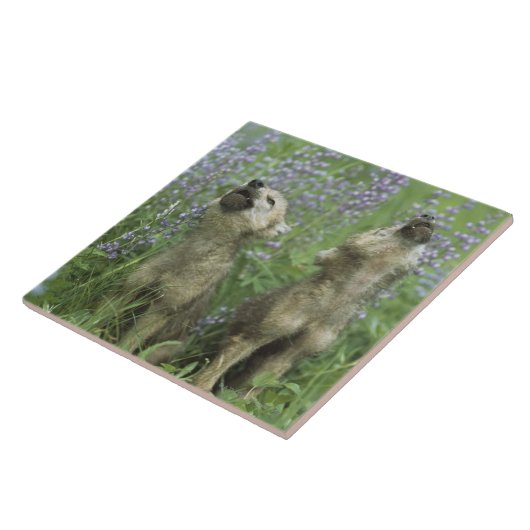 Wolf-Welpen, die in der Wiese heulen Fliese (Seite)