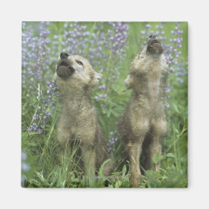 Wolf-Welpen, die in der Wiese heulen Magnet