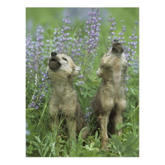 Wolf Welpen Die In Der Wiese Heulen Postkarte Zazzle De