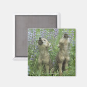 Wolf Welpen heulen auf Wiese Magnet (Vorderseite/Rückseite)