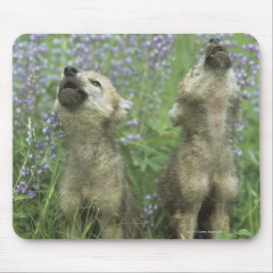 Wolf Welpen heulen auf Wiese Mousepad