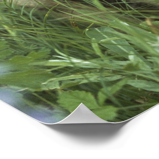 Wolf Welpen heulen auf Wiese Poster (Ecke)