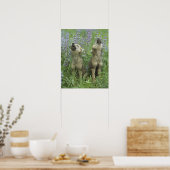 Wolf Welpen heulen auf Wiese Poster (Küche)
