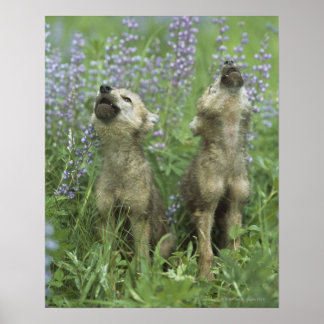 Wolf Welpen heulen auf Wiese Poster
