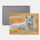 Wolf Wild Animal Loving Portrait Magnet (Vorderseite/Rückseite)