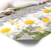 Wolf Wildtier Liebendes Porträt Poster (Ecke)