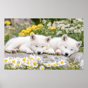 Wolf Wildtier Liebendes Porträt Poster