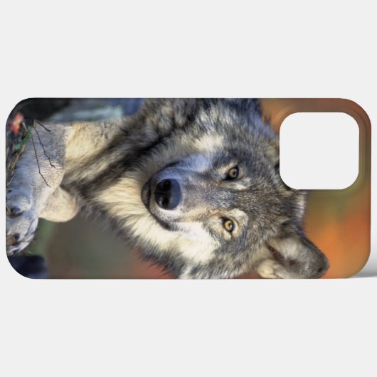 Wolf Wisdom iPhone / iPad Gehäuse Case-Mate iPhone Hülle (Rückseite (Horizontal))