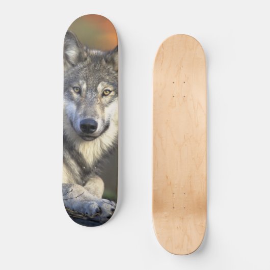 Wolf Wisdom Skateboard (Vorderseite)