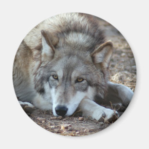 Wolf-Wolf-Magnet Magnet