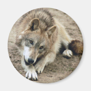 Wolf-Wolf-Magnet Magnet