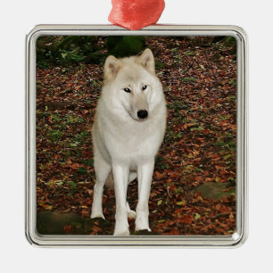 Wolf-Wolf-Natur-Park-Land-tierischer wilder Wald Silbernes Ornament
