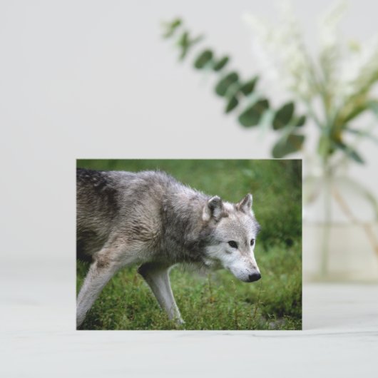Wolf, Wolf Postkarte (Stehend Vorderseite)