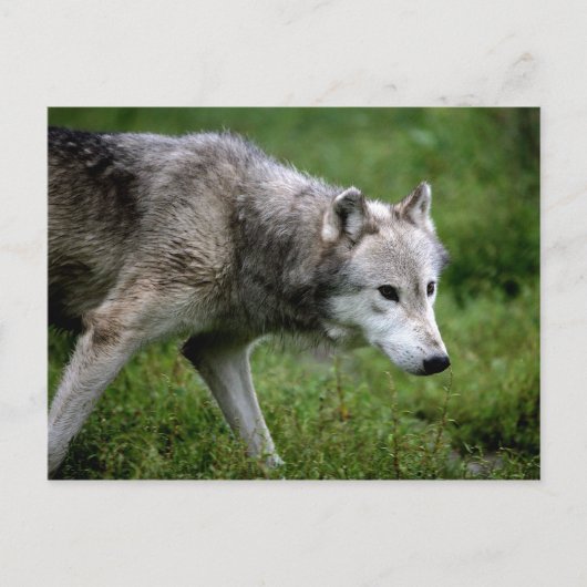 Wolf, Wolf Postkarte (Vorderseite)