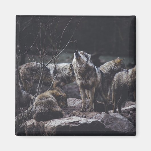 Wolf Wolf Wolf Magnet (Vorne)
